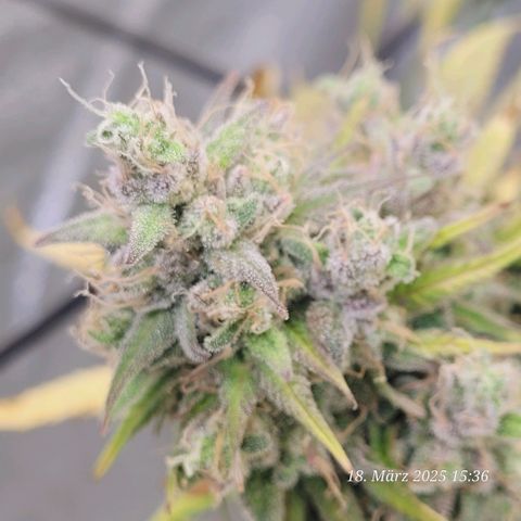 Lockdown Kloni growlog timeline photo