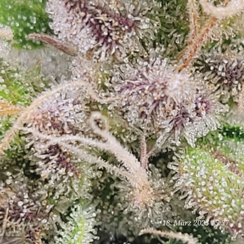 Lockdown Kloni growlog timeline photo