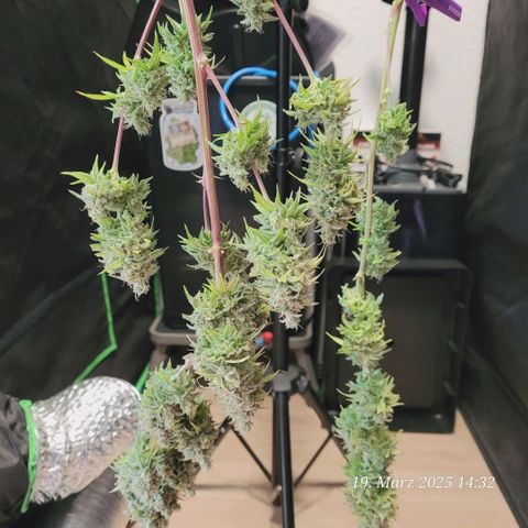 Lockdown Kloni growlog timeline photo