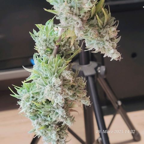 Lockdown Kloni growlog timeline photo
