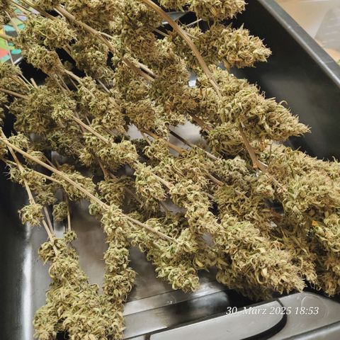 Lockdown Kloni growlog timeline photo