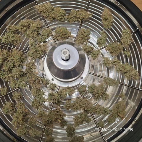 Lockdown Kloni growlog photo: Der erste Trimm Bowl run