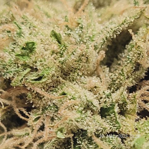 Lockdown Kloni growlog photo: Ein Zitrone Duft u voll Zucker