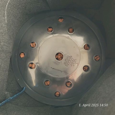 Gelato growlog photo