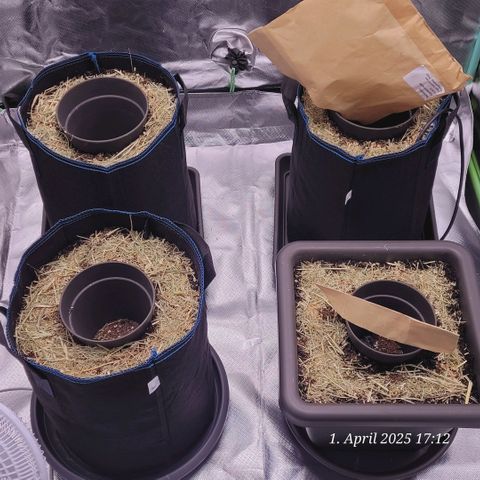 Gelato growlog photo: Heute die End Töpfe vorbereitet mit Living Soil , am Topf Boden mit Airbase . Oben her Gründüngung - Bodendecker gesäät , mit Nematoden gegossen , Raubmilben aus gebracht und um den Punkt wo die Dame rein kommt leicht gemulcht . Sobald das Grün sprießt kommt weiterer Mulch drauf