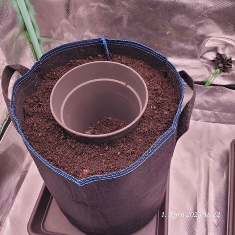 Gelato growlog photo: Heute die End Töpfe vorbereitet mit Living Soil , am Topf Boden mit Airbase . Oben her Gründüngung - Bodendecker gesäät , mit Nematoden gegossen , Raubmilben aus gebracht und um den Punkt wo die Dame rein kommt leicht gemulcht . Sobald das Grün sprießt kommt weiterer Mulch drauf