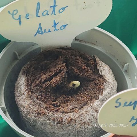 Gelato growlog photo: Keim Tag 5