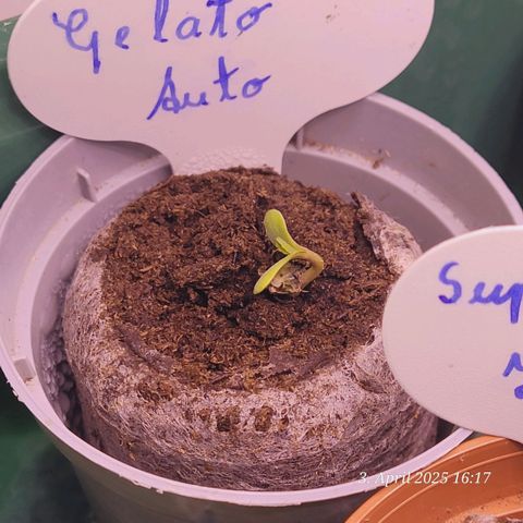 Gelato growlog photo: Ein paar Stunden später