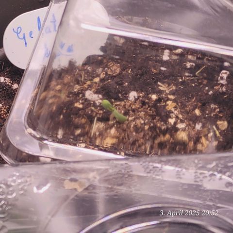 Gelato growlog timeline photo