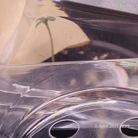 Gelato growlog timeline photo