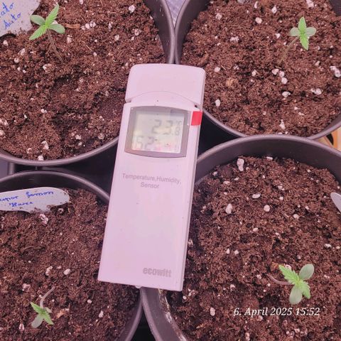 Gelato growlog timeline photo
