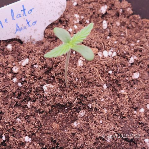 Gelato growlog timeline photo