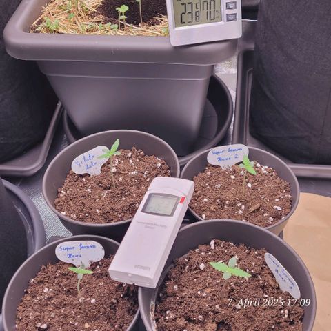 Gelato growlog timeline photo