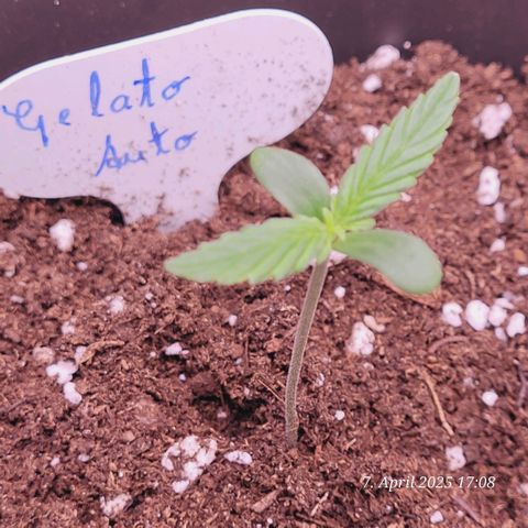 Gelato growlog timeline photo