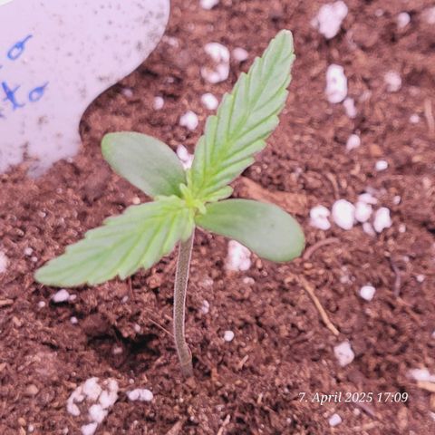 Gelato growlog timeline photo