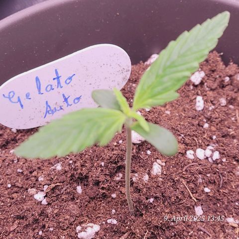 Gelato growlog timeline photo