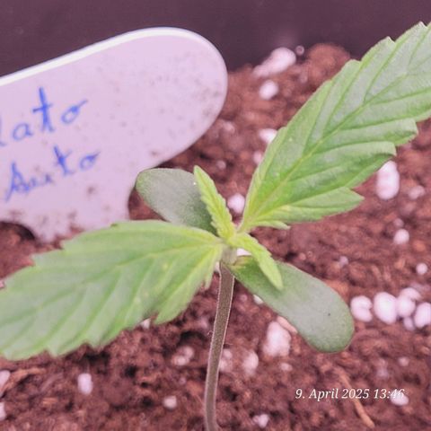 Gelato growlog timeline photo