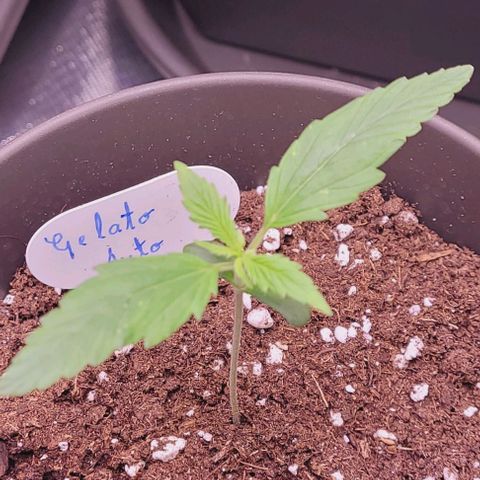 Gelato growlog timeline photo