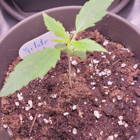 Gelato growlog timeline photo