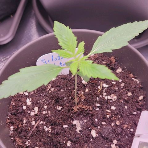 Gelato growlog timeline photo