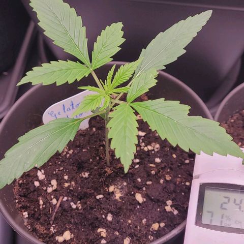 Gelato growlog timeline photo