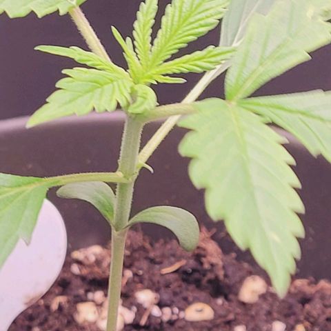 Gelato growlog timeline photo