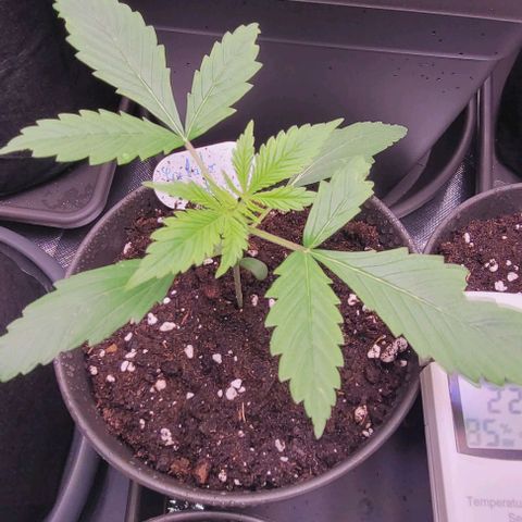 Gelato growlog timeline photo