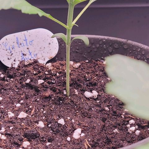 Gelato growlog timeline photo