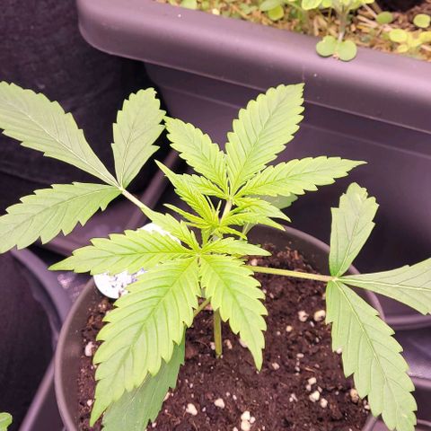 Gelato growlog timeline photo