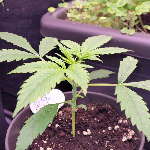 Gelato growlog timeline photo