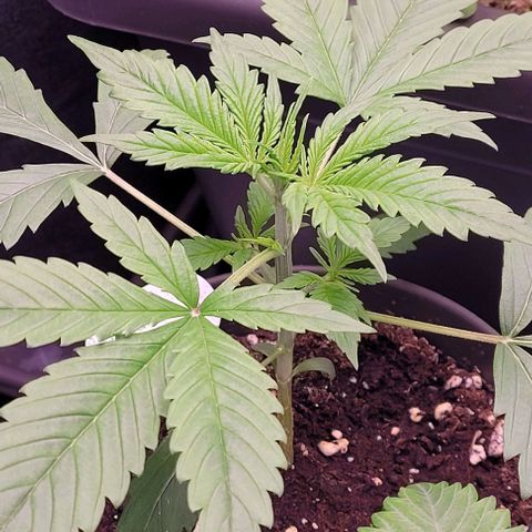 Gelato growlog timeline photo