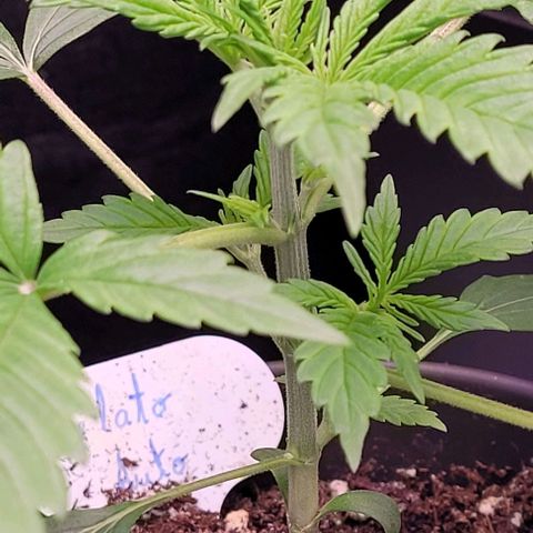 Gelato growlog timeline photo