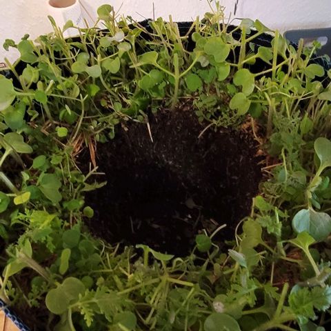 Gelato growlog photo: Erst den Bodendecker gestutzt und Bewurzelung Pulver im Pflanzloch verteilt . 1,5 Teelöffel Rootmax