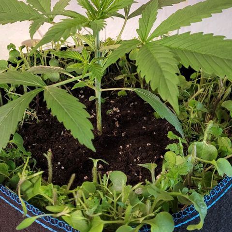 Gelato growlog timeline photo