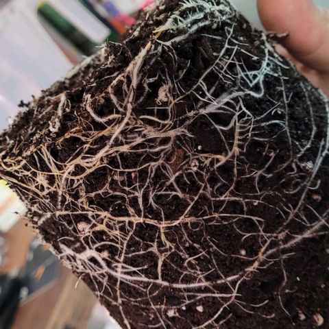 Gelato growlog photo: Ordentlich gewurzelt und hoffentlich tuts das auch jetzt in der Living Soil weiter. 