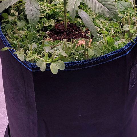 Gelato growlog timeline photo