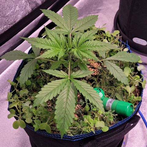 Gelato growlog timeline photo