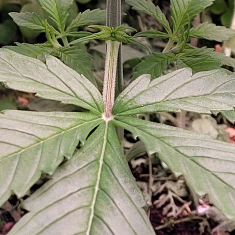 Gelato growlog timeline photo