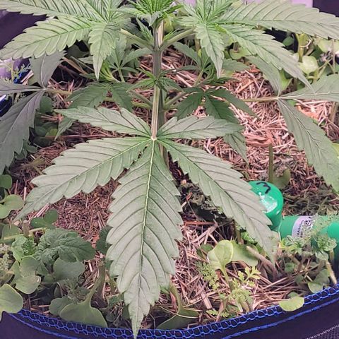 Gelato growlog photo: Heute eine Test Beflutung und es läuft