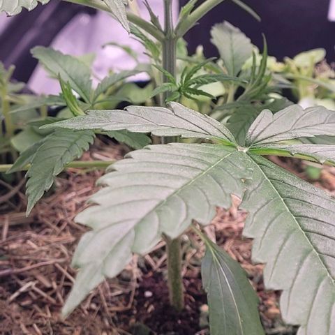 Gelato growlog timeline photo