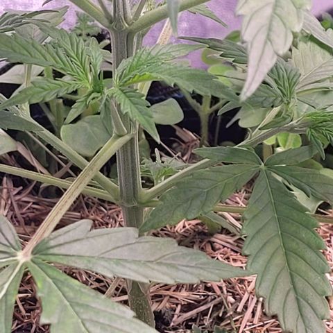 Gelato growlog timeline photo