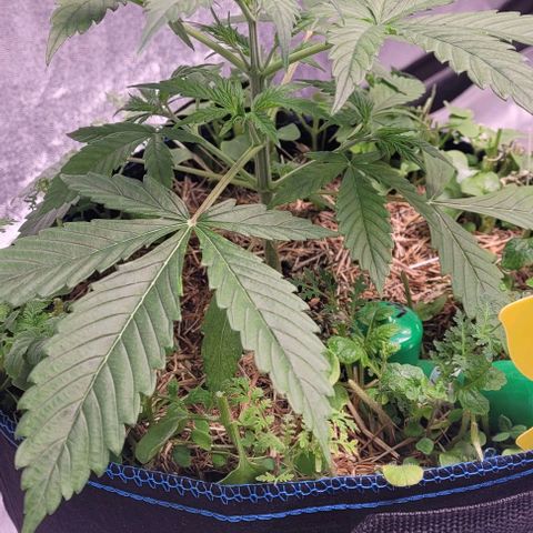 Gelato growlog timeline photo