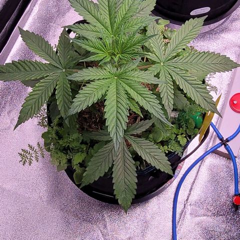 Gelato growlog timeline photo