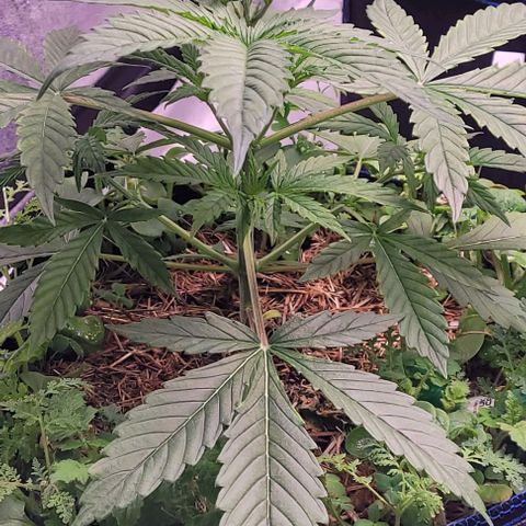 Gelato growlog timeline photo