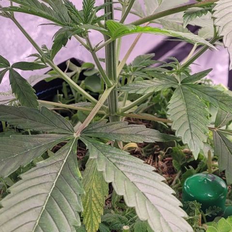 Gelato growlog photo: Herrlich , am Topfrand unten, ein geiles Myzel was sich am feuchtesten Punkt an gesiedelt hat 