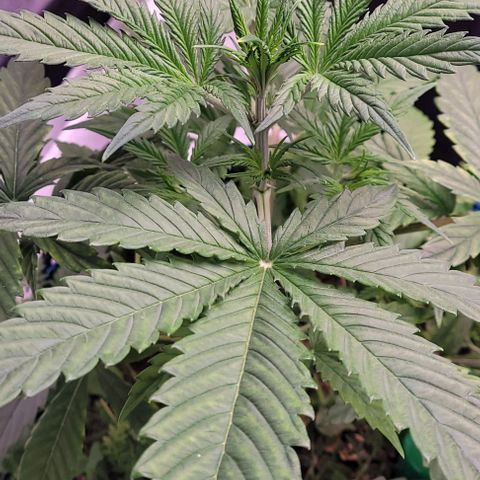 Gelato growlog photo: Herrlich , am Topfrand unten, ein geiles Myzel was sich am feuchtesten Punkt an gesiedelt hat 