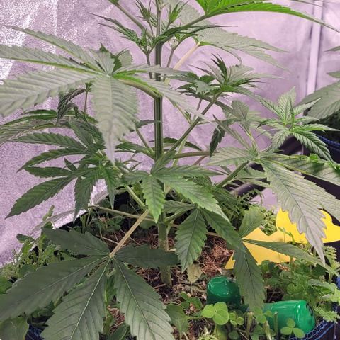 Gelato growlog timeline photo