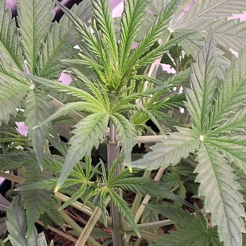 Gelato growlog timeline photo
