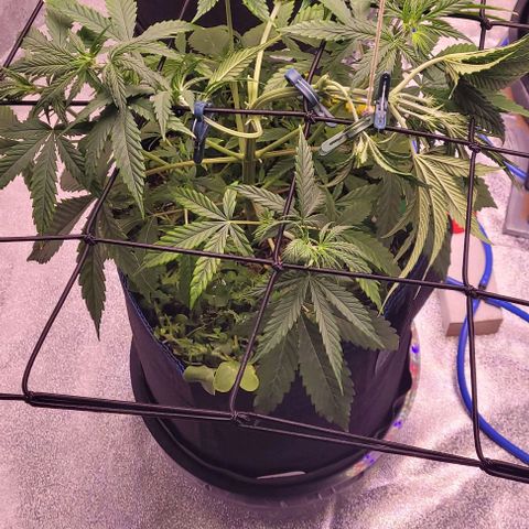 Gelato growlog timeline photo