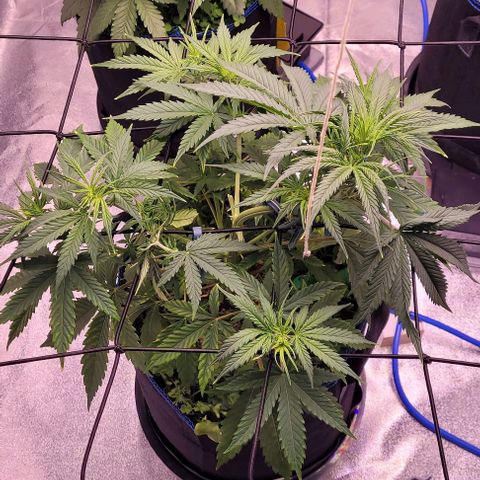 Gelato growlog timeline photo